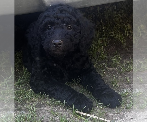 Medium Photo #3 Goldendoodle Puppy For Sale in HICKORY, NC, USA