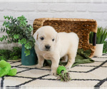 Small #1 English Cream Golden Retriever