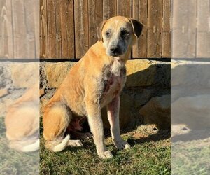 Catahoula Leopard Dog-Great Pyrenees Mix Dogs for adoption in McKinney, TX, USA