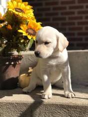 Labrador Retriever Puppy for sale in CRANBERRY TWP, PA, USA