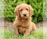Small Miniature Labradoodle