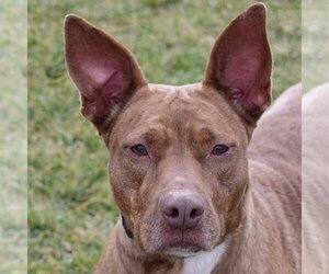 American Staffordshire Terrier-Pharaoh Hound Mix Dogs for adoption in Huntley, IL, USA