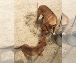 Small Photo #82 Rhodesian Ridgeback Puppy For Sale in MORONGO VALLEY, CA, USA