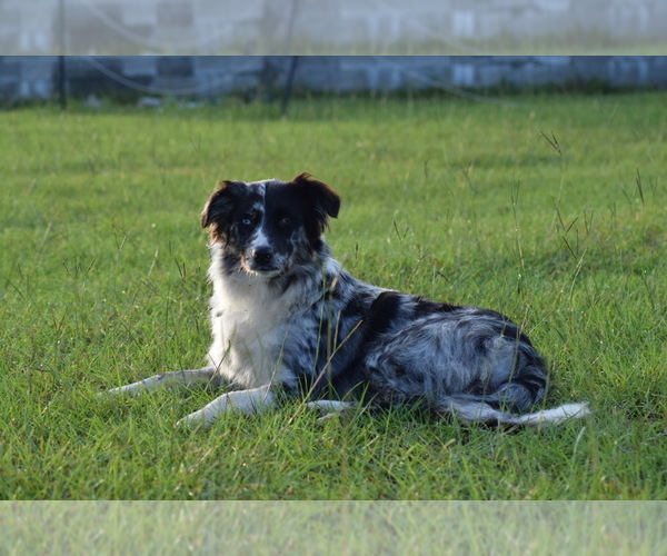 Medium Photo #1 Australian Shepherd Puppy For Sale in LILBURN, GA, USA