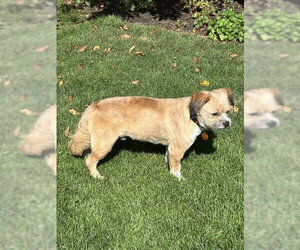 Frankie - Male Border Terrier-Unknown Mix Dog for Adoption - Photo #3