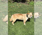 Small Photo #3 Border Terrier-Unknown Mix Puppy For Sale in St. Louis Park, MN, USA