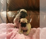 Small #7 Pug