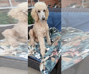 Poodle (Standard) Puppy for Sale in CENTENNIAL, Colorado USA