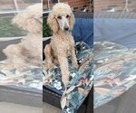 Small Poodle (Standard)