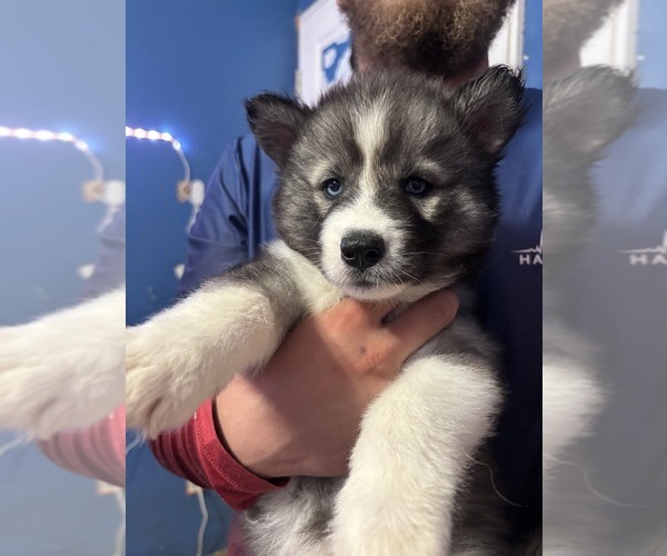 Medium Photo #2 Siberian Husky Puppy For Sale in LINCOLN, IL, USA