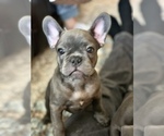 Small Photo #1 French Bulldog Puppy For Sale in TACOMA, WA, USA