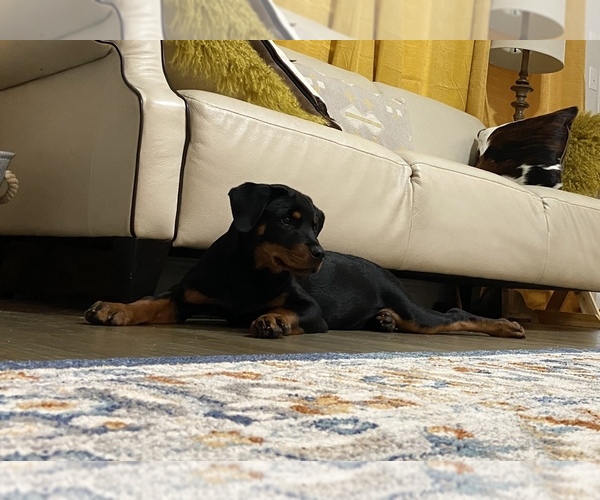 Medium Photo #1 Rottweiler Puppy For Sale in FORT WORTH, TX, USA