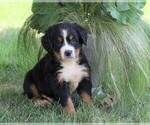 Small Photo #1 Bernese Mountain Dog Puppy For Sale in FREDERICKSBG, OH, USA