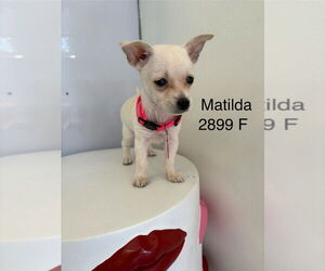 Chihuahua-Unknown Mix Dogs for adoption in Studio City, CA, USA