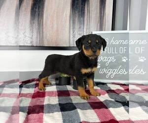 Rottweiler Puppy for sale in FRANKLIN, IN, USA