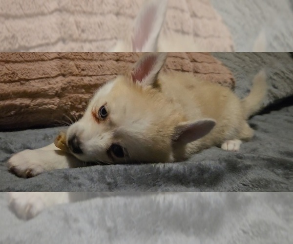 Medium Photo #183 Pomsky Puppy For Sale in LOVELAND, CO, USA