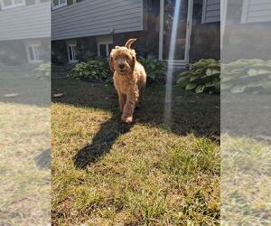 Goldendoodle Puppy for sale in DULUTH, MN, USA