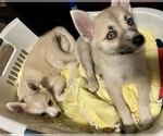 Small #116 Pomsky