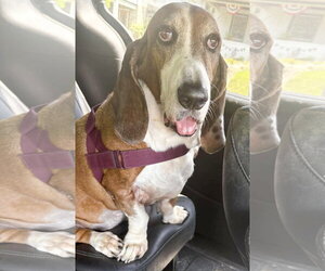 HUCKLEBERRY - Male Basset Hound Dog for Adoption - Photo #3