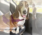 Small Photo #3 Basset Hound Puppy For Sale in Deepwater, NJ, USA