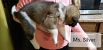 Small Photo #3 Akita Puppy For Sale in HUTCHINSON, MN, USA