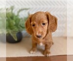 Small Photo #3 Dachshund Puppy For Sale in MIDDLESEX, NY, USA