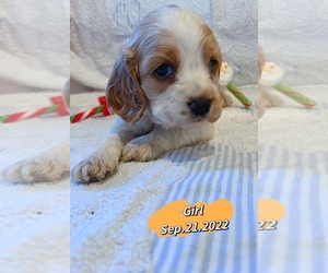 Cocker Spaniel Puppy for sale in EL MONTE, CA, USA