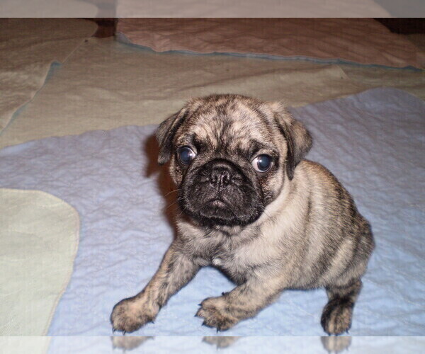 Medium Photo #6 Pug Puppy For Sale in NEW CASTLE, IN, USA