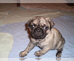 Small Photo #6 Pug Puppy For Sale in NEW CASTLE, IN, USA