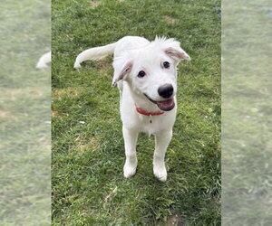 Daphne (D Pups) - Female Great Pyrenees-Unknown Mix Dog for Adoption - Photo #17