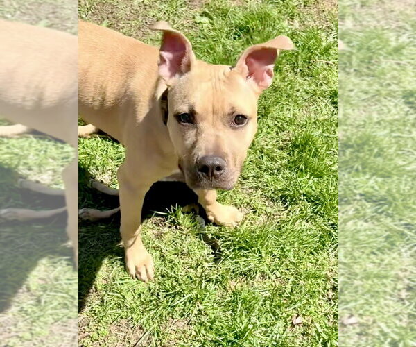 Medium Photo #6 American Pit Bull Terrier-American Staffordshire Terrier Mix Puppy For Sale in Brewster, NY, USA