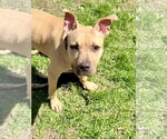 Small #5 American Pit Bull Terrier-American Staffordshire Terrier Mix