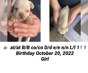 French Bulldog Puppy for Sale in SEBASTIAN, Florida USA