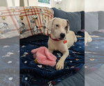 Small Photo #2 Beagle-Unknown Mix Puppy For Sale in Tampa, FL, USA