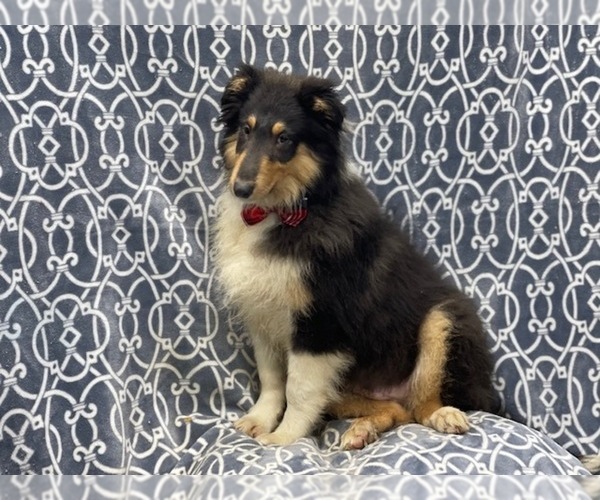 Medium Photo #7 Collie Puppy For Sale in LAKELAND, FL, USA