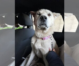 Labsky Dogs for adoption in Calgary, Alberta, Canada