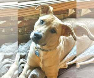 Mastiff-Retriever  Mix Dogs for adoption in Minneapolis, MN, USA