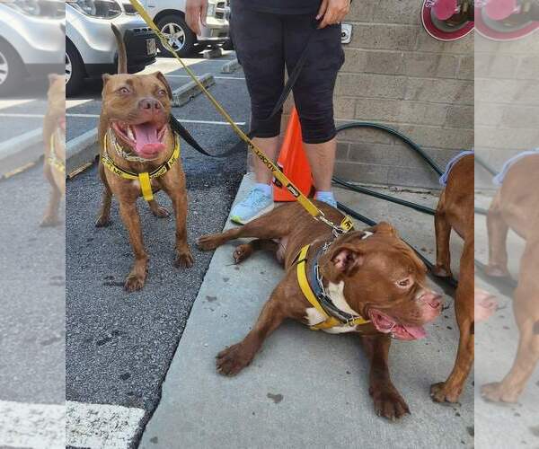 Medium Photo #17 Labrador Retriever-Unknown Mix Puppy For Sale in Atlanta, GA, USA