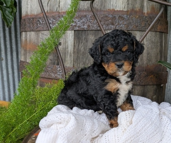 Medium Photo #5 Cavapoo Puppy For Sale in GOSHEN, IN, USA