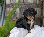 Small Photo #5 Cavapoo Puppy For Sale in GOSHEN, IN, USA