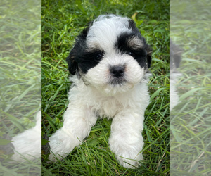 Zuchon Puppy for sale in FAIRBANK, IA, USA