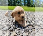 Small Photo #4 Golden Retriever Puppy For Sale in OLIVER SPRINGS, TN, USA