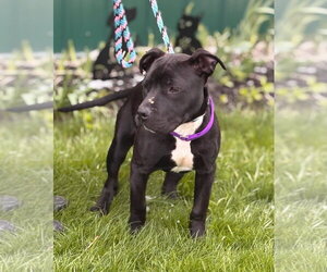 American Pit Bull Terrier Dogs for adoption in Batavia, NY, USA