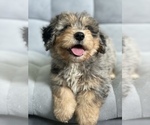 Small Photo #2 Bernedoodle Puppy For Sale in ARCADIA, CA, USA