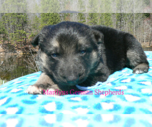 German Shepherd Dog Puppy for sale in PIEDMONT, MO, USA