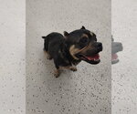 Small #2 Mutt