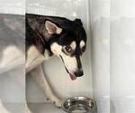 Small Siberian Husky