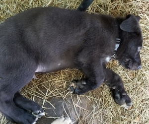 German Shepherd Dog Puppy for sale in BUCKNER, MO, USA