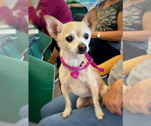 Nicky - Female Chihuahua Dog for Adoption