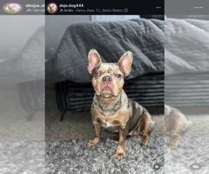 Mother of the French Bulldog puppies born on 06/19/2025
